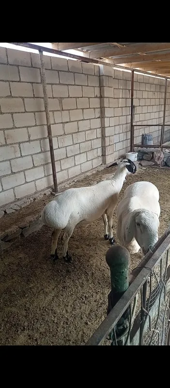Кора кулок куйлар сотилади 1 Кора кулок куйлар сотилади 1
