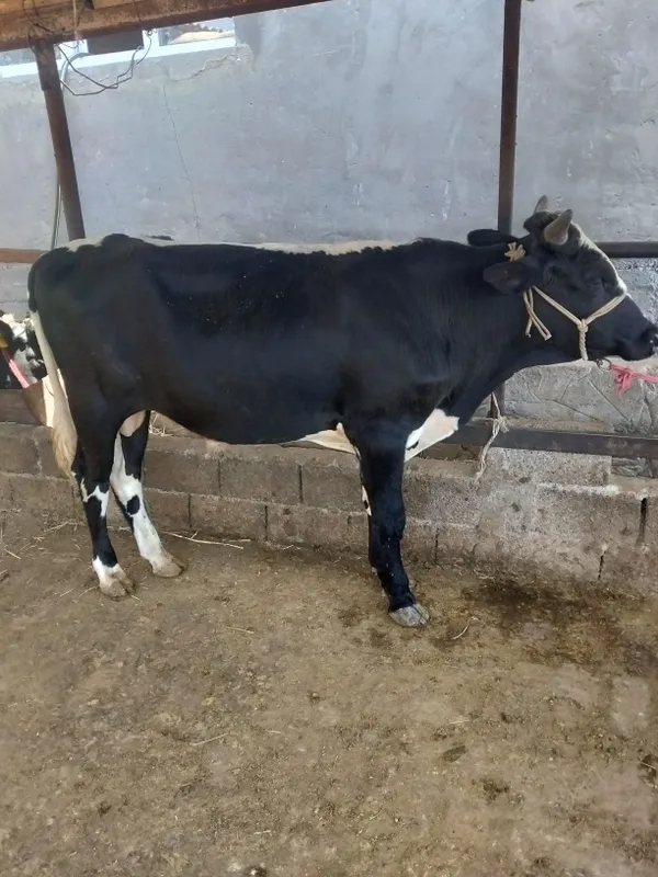 2 ta buqa sotiladi yoshiga tulgan 7