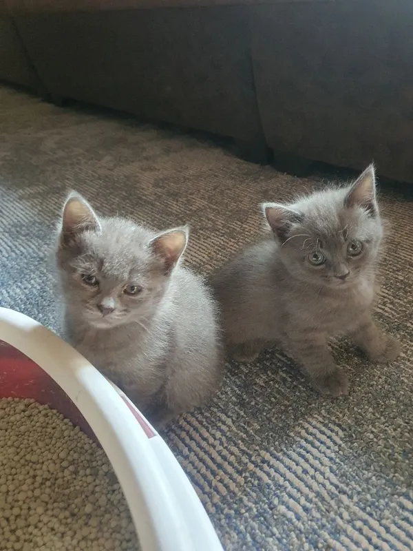 шотланские котята 4 шотланские котята 4