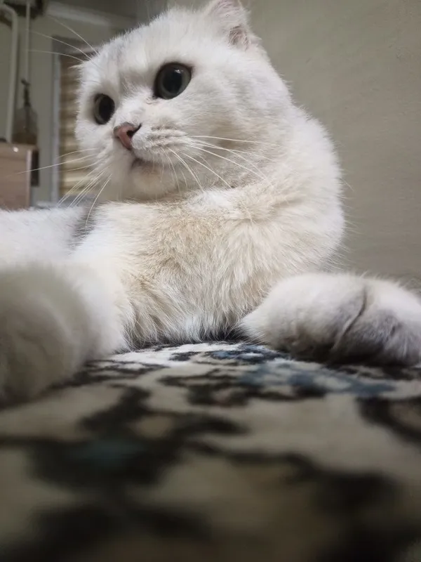 Шотландская вислоухая кошка (беременная, скрещена с британцем)