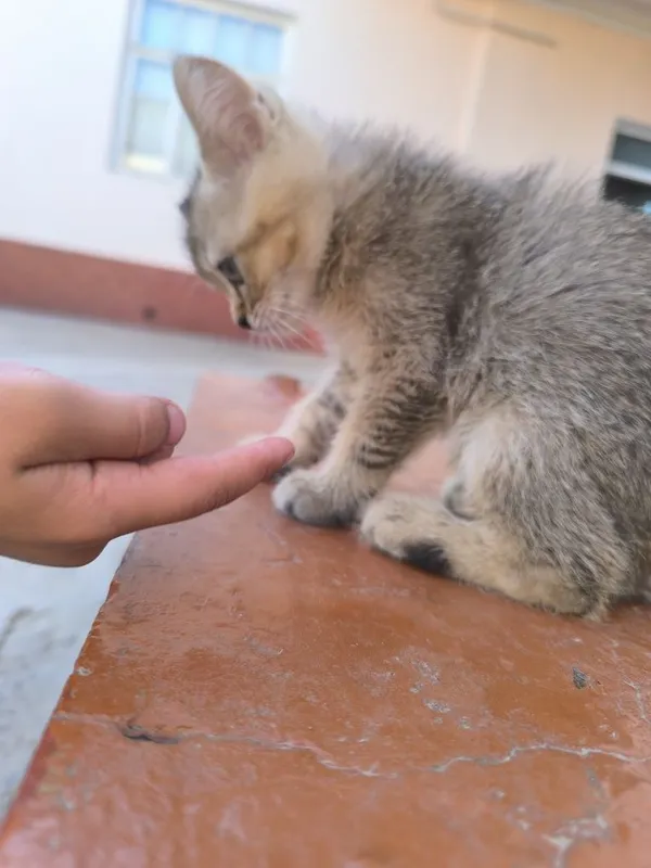 Scottish fold mushukchalar 1