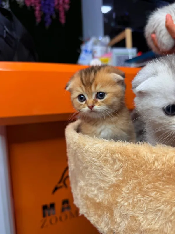 Породистые котята от чистой вязки — фото 7