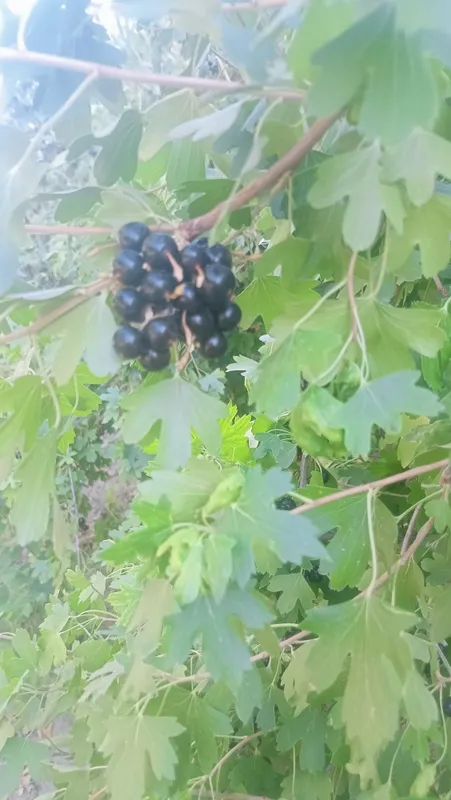 Смародина кора адрес шофиркон