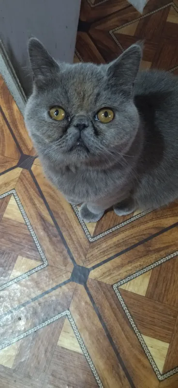 В продаже Экзоты котята — фото 4