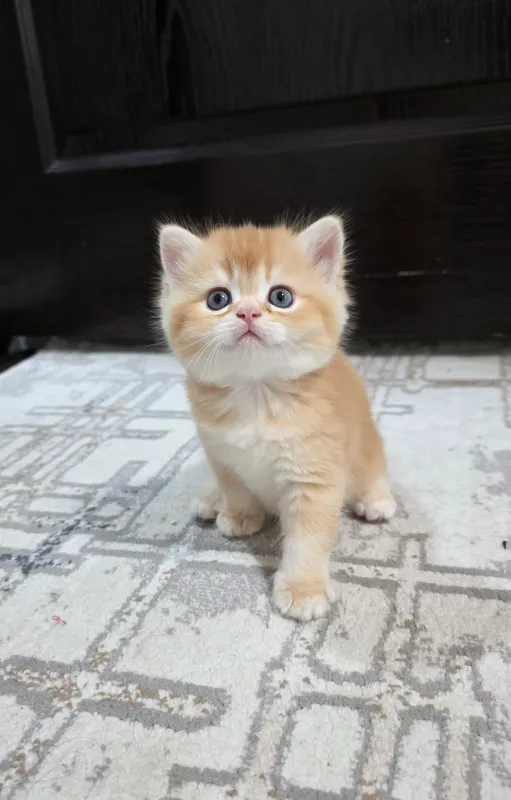 Британский ШИНШИЛЛА — фото 2