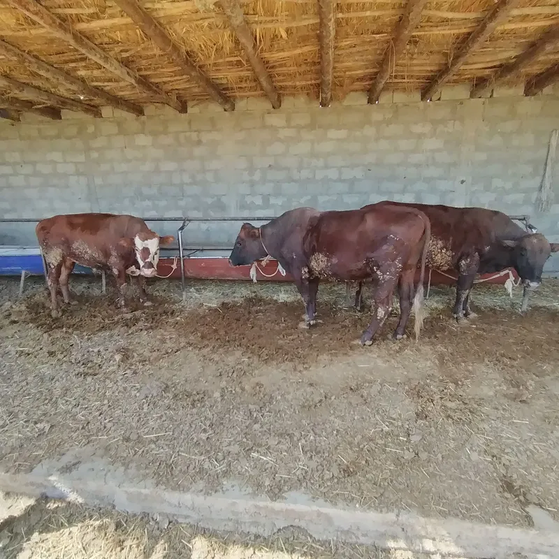 Buqalar sotiladi