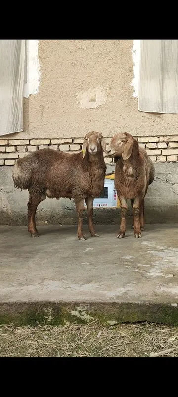 Тозза Арашан ку́зи кучкорлалимизнинг биттаси сотилади — фото 3