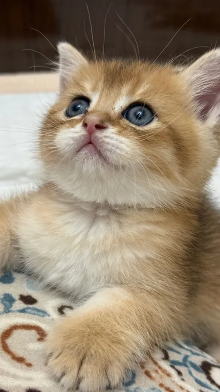 Продаю шотландских котят — фото 2