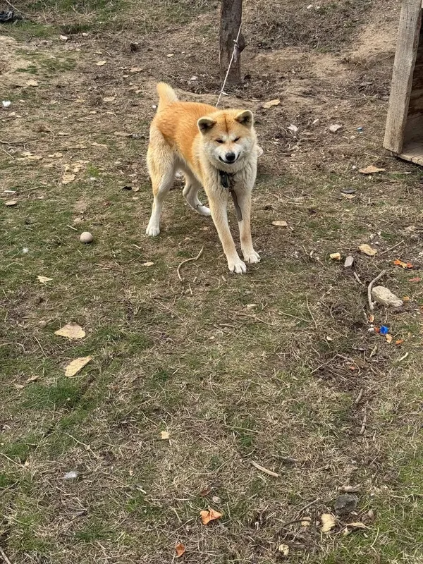Akita-inu (Yapon akitasi) sotiladi — фото 4