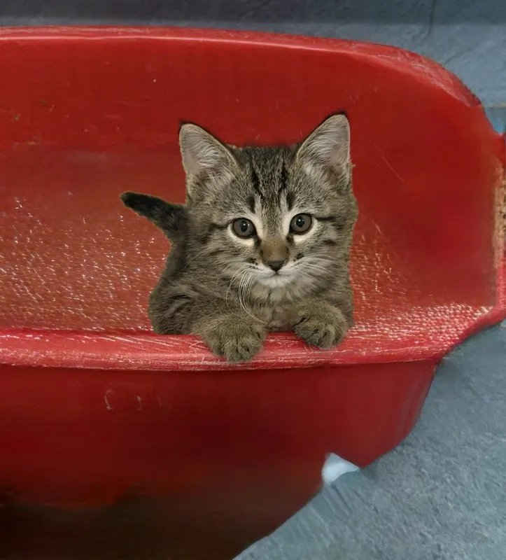 Милые котята 2 меяцев — фото 2