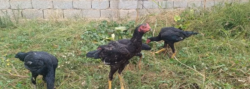 Продаются петухи и курицы 7 Продаются петухи и курицы 7