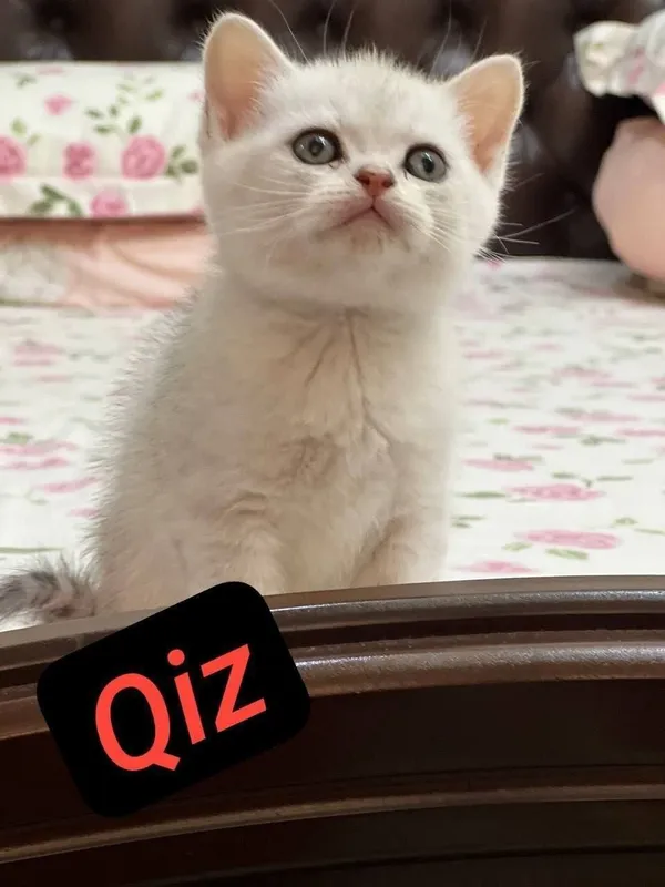 Skotish fold mushukchala скотишфолд котятя 4