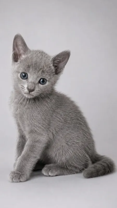 Элитные котята русской голубой 3 Элитные котята русской голубой 3