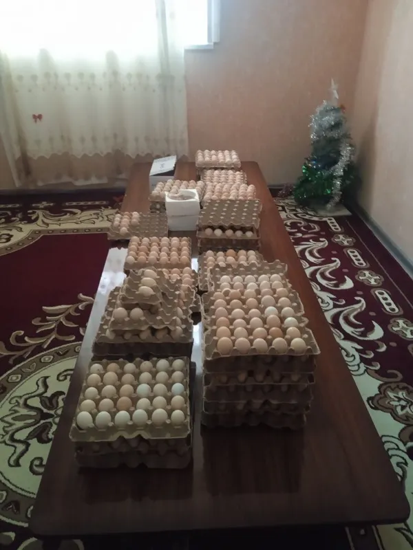 Инкуботорга куйиб жужа очириш учун