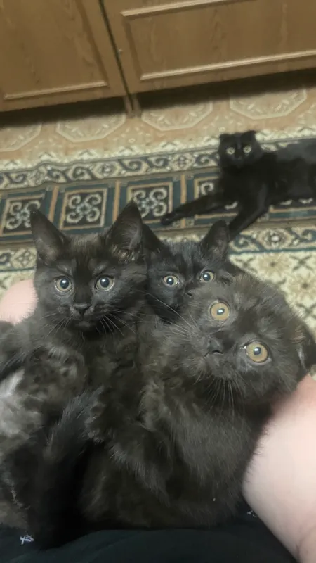Продаются породистые котята