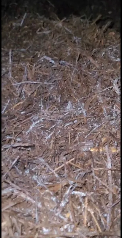 Shampinyon uchun kompost tayyorlaymiz , компост для шампиньонов 2 Shampinyon uchun kompost tayyorlaymiz , компост для шампиньонов 2