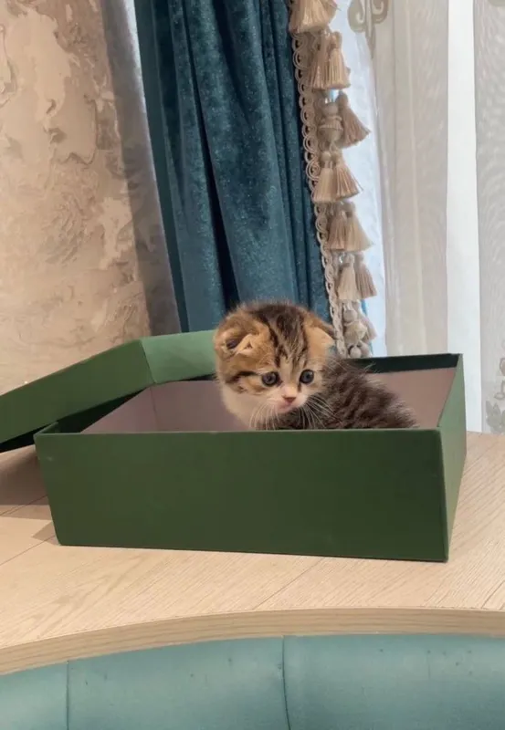 Продается котенок