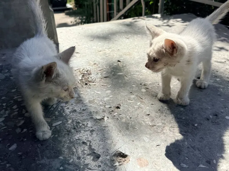 СРОЧНО!! Отдам в добрые руки очаровательных котят — фото 4
