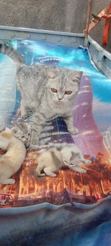 Котята шотландские страйты 2 Котята шотландские страйты 2
