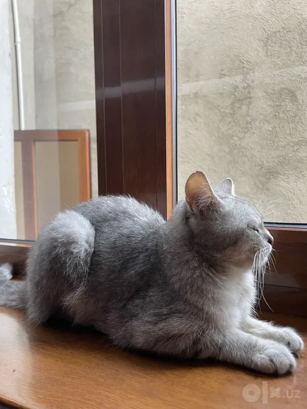 Британская короткошёрстная кошка 2 Британская короткошёрстная кошка 2