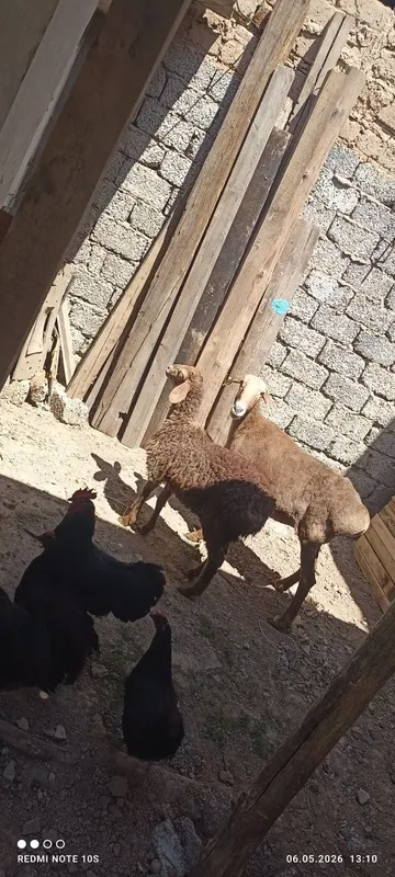 Ona bola qoy sotuda boladi urgochi onasi 6 tish — фото 1