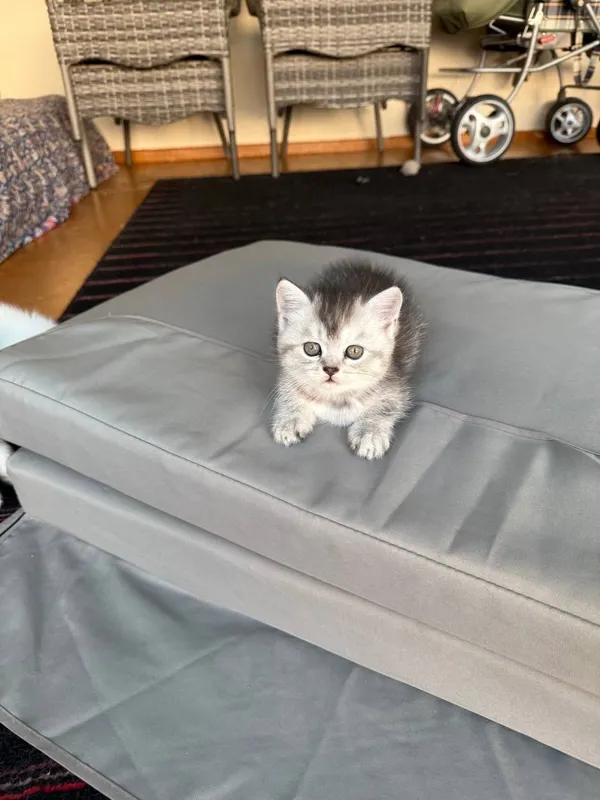 Продается котята скотиш фолд и страйт шиншилла — фото 2