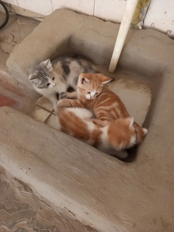 Bepul beramiz uch ta mushukcha 2 Bepul beramiz uch ta mushukcha 2