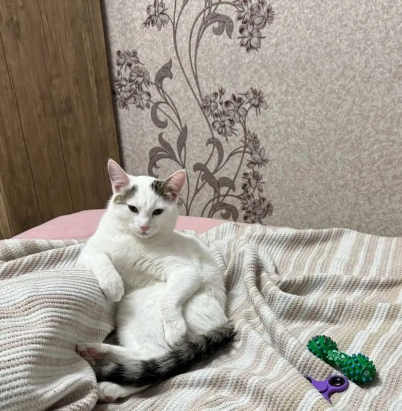 Отдам двух котят в добрые руки — фото 3