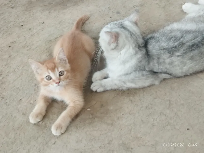 Har xil zotlimmushuklar va mushukchalar bor 5