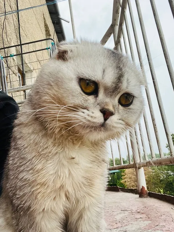 mushuk Scottish fold — фото 2