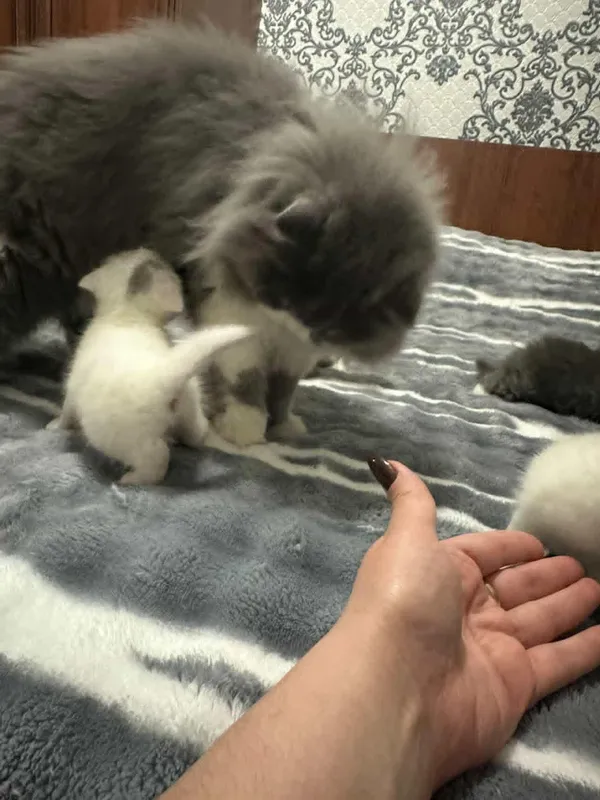 Кошка 2 Кошка 2