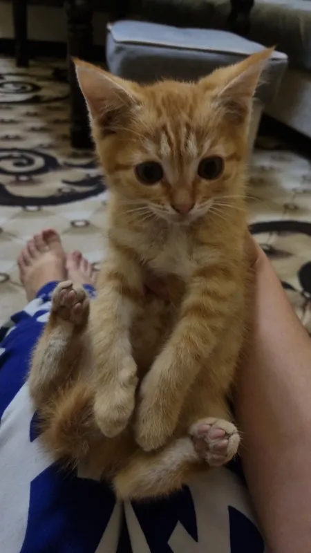 домашние котята (3 месяцев ) Ташкент домашние котята (3 месяцев ) Ташкент