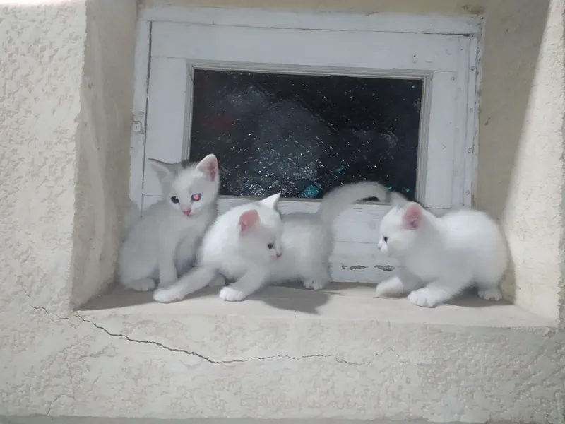 Котята 3 Котята 3