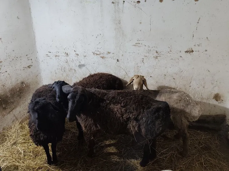 Uy sharoitida boqilgan qo‘ylar sotiladi — фото 1