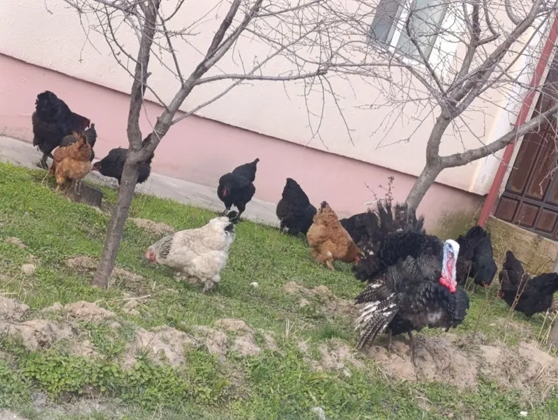 Kurka xo'rozi sotiladi kotta