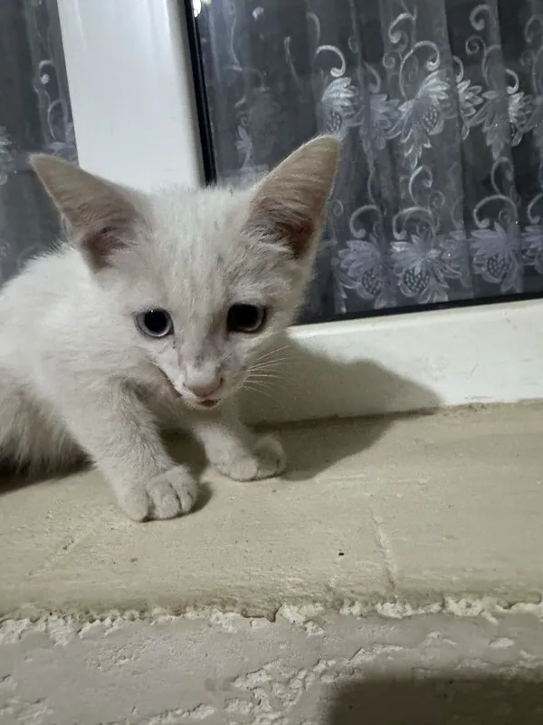 Котята домашниее 6 Котята домашниее 6