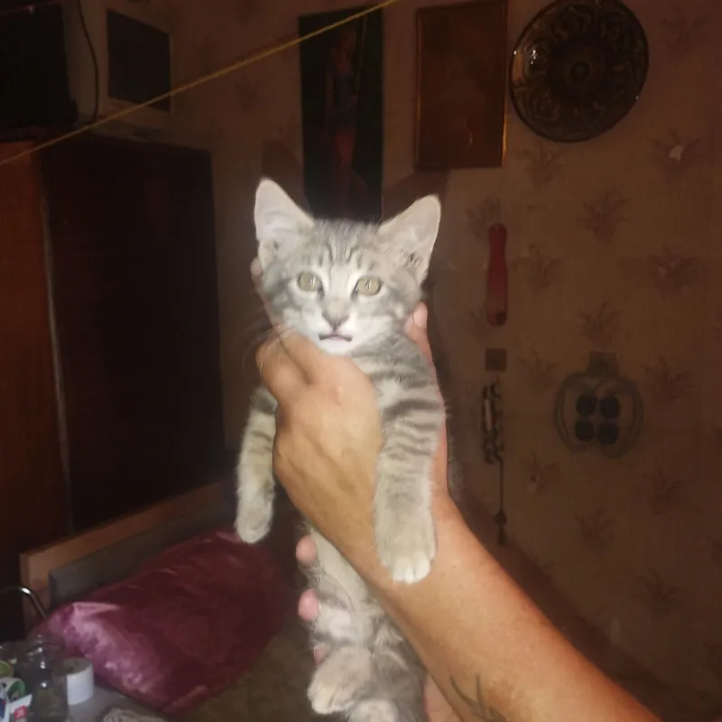 Отдам котёнка в хорошие руки