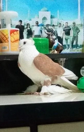 kabutar