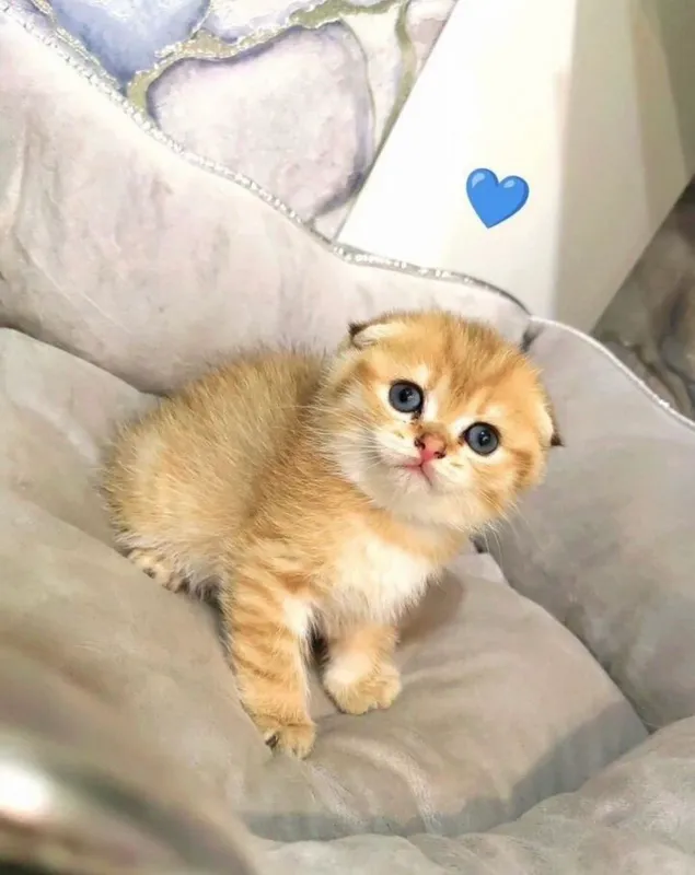 шотландские вислоухие котята