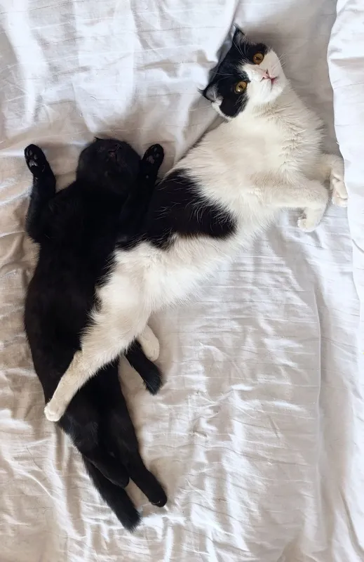 Скотиш фолд смешанные в руки 7