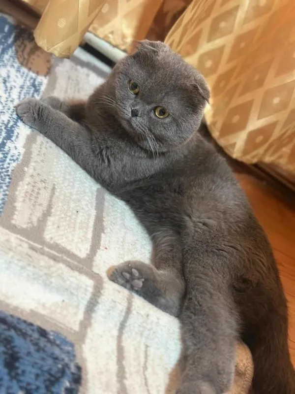 Скотиш фолд тоза зотдор еркак мушукча — фото 1