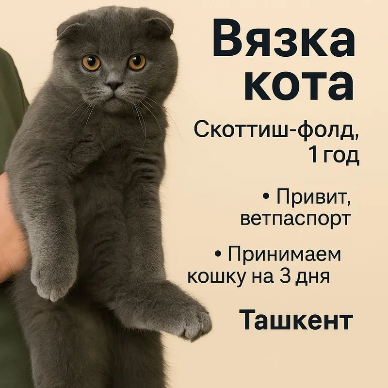 Вязка Скоттиш-фолд | Qoshtirishga| Серый кот 1 год |Ташкент| Чиланзар