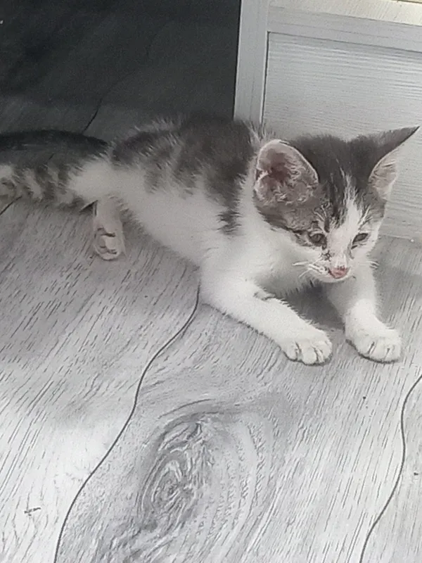 котёнок в подарок 2