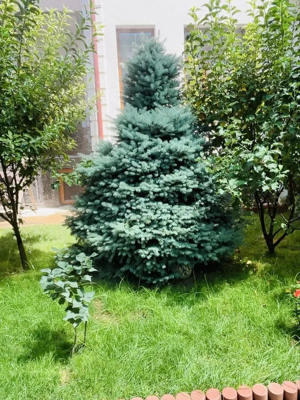 Голубой ель сад…