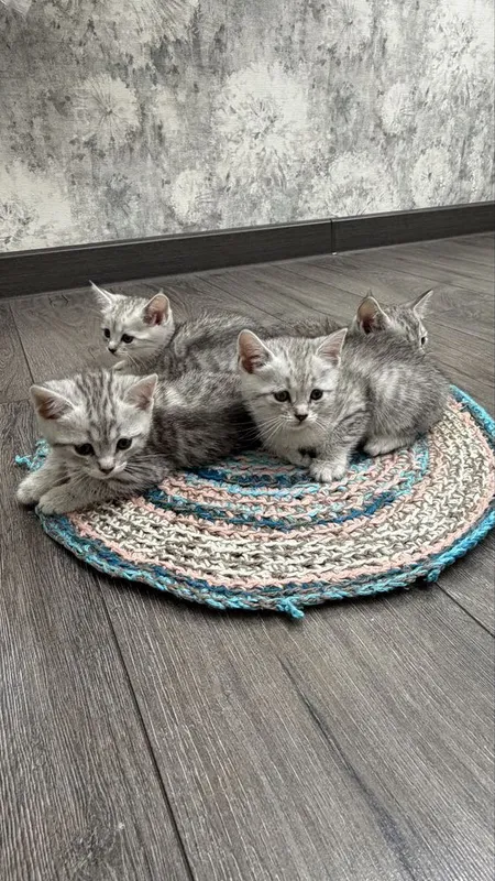 Котята к песку приучены 1 Котята к песку приучены 1