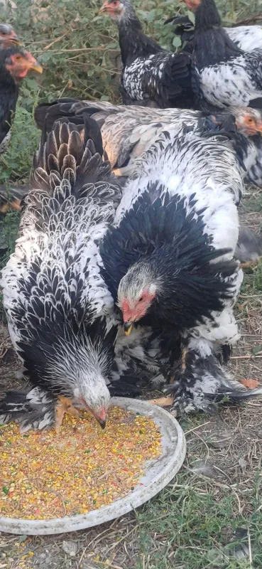 Barama xorozlar sotiladi 3 Barama xorozlar sotiladi 3