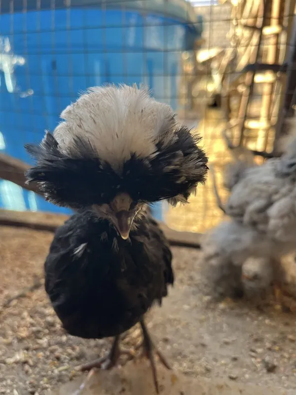 1 yarim oylik jòjalar oq qora tojli toza nasl 4 1 yarim oylik jòjalar oq qora tojli toza nasl 4