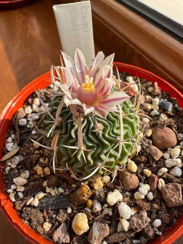 Кактус Echinofossulocactus grandicornus — фото 2