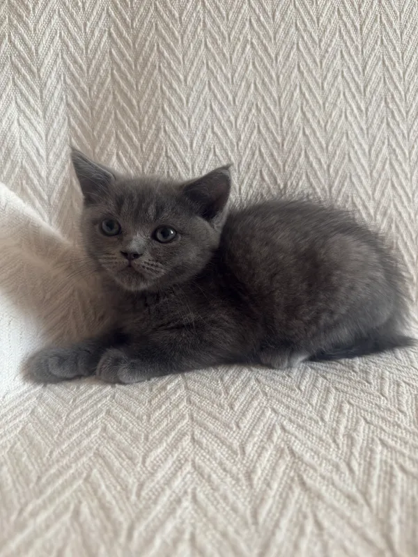 Котёнок Скоттиш Страйт 2