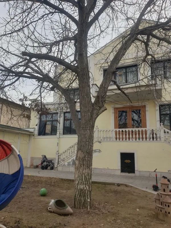 Ёнгок Орех дерево продаётся недорого Ёнгок Орех дерево продаётся недорого